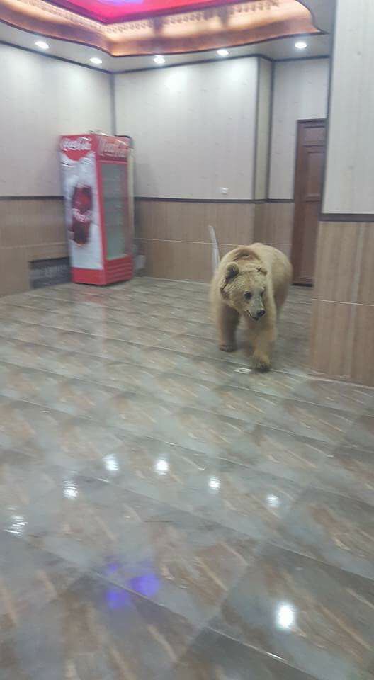 One of the released bears into Kurdistan nature appears in Haji Omaran town in Erbil Province, April 17, 2017. (Photo: Social Media)